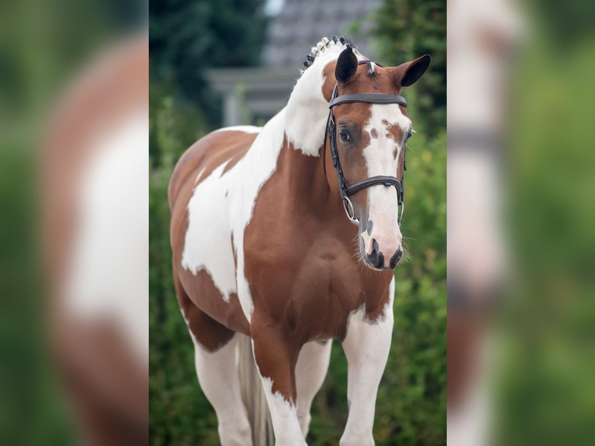 Selle Français Castrone 4 Anni 166 cm Pezzato in Bladel