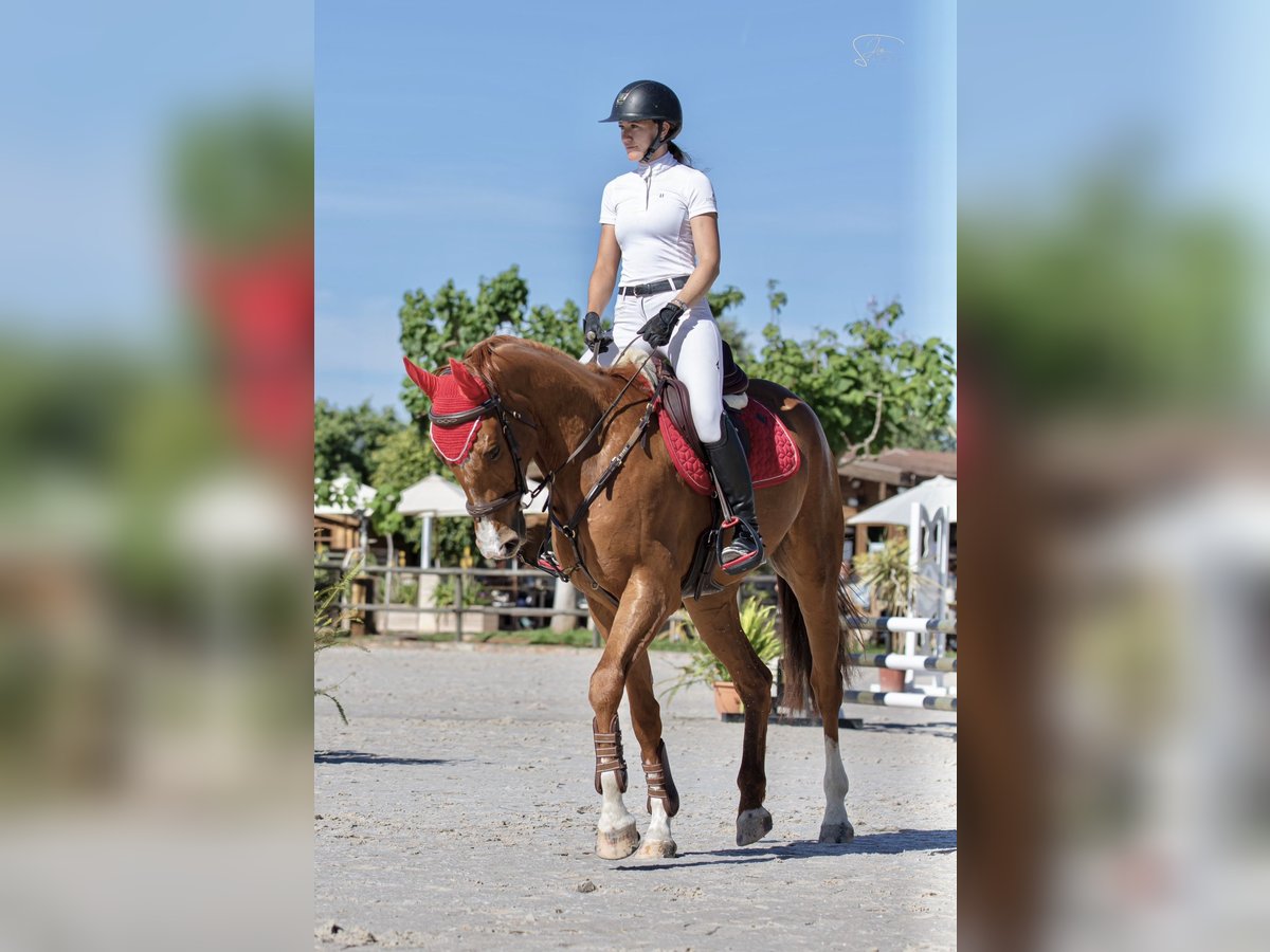 Selle Français Castrone 4 Anni 169 cm Sauro in Palma De Mallorca