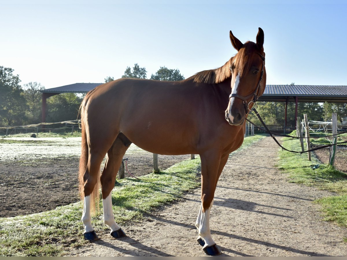 Selle Français Castrone 5 Anni 170 cm Sauro scuro in G&#xE9;tign&#xE9;