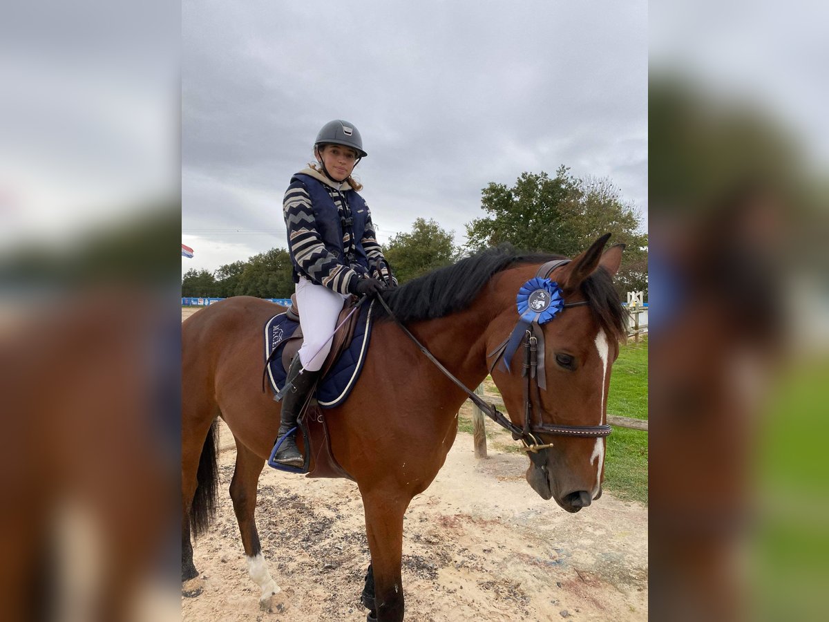 Selle Français Castrone 7 Anni 168 cm Baio in Saint-Marcellin-en-Forez