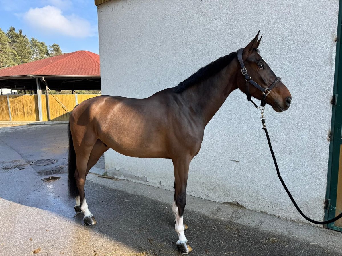 Selle Français Castrone 7 Anni 172 cm Baio in POLZELA