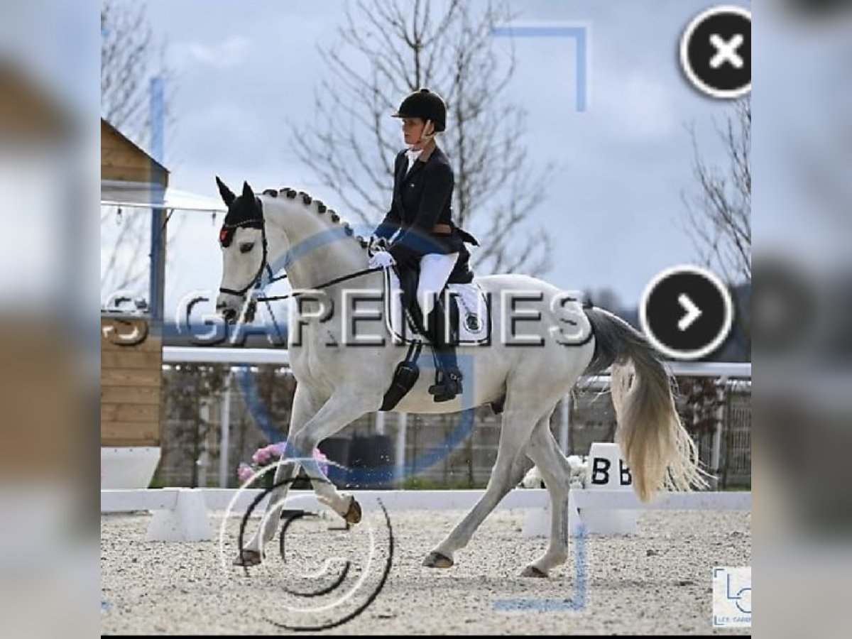 Selle Français Castrone 9 Anni 166 cm Grigio in Oreé dAnjou