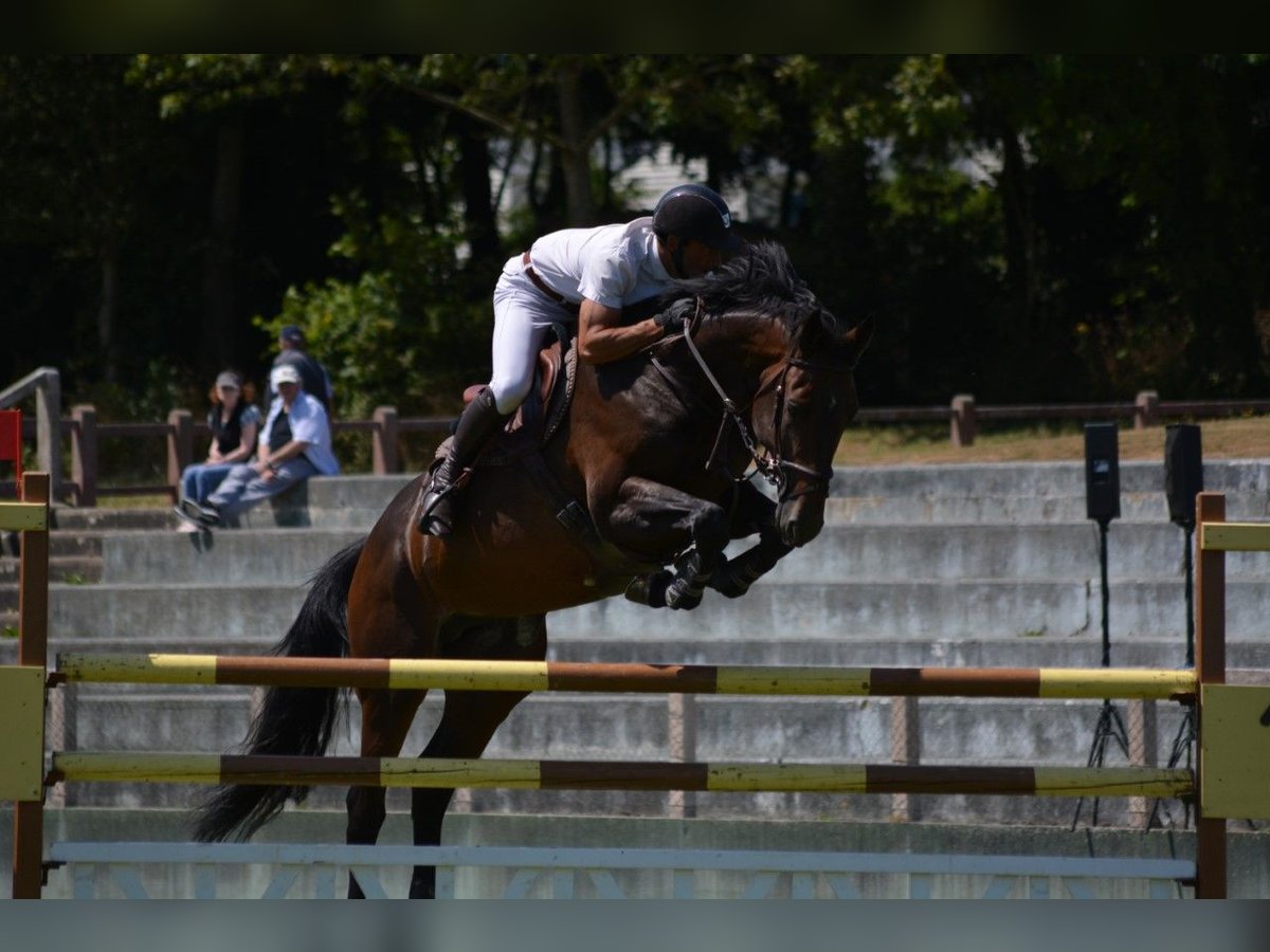 Selle Français Étalon 10 Ans 165 cm Bai in La Chapelle en Juger, Basse-Normandie