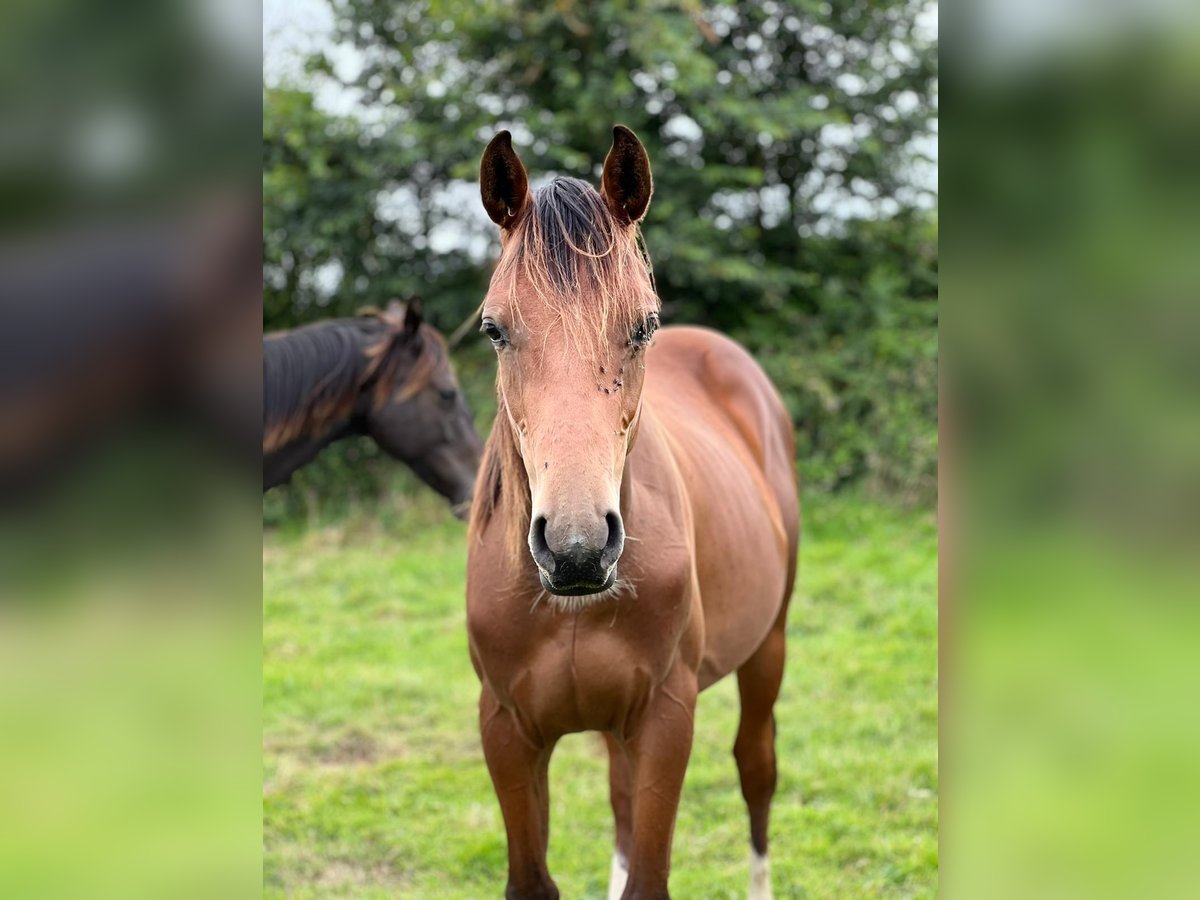 Selle Français Étalon 1 Année Bai in Greville Hague