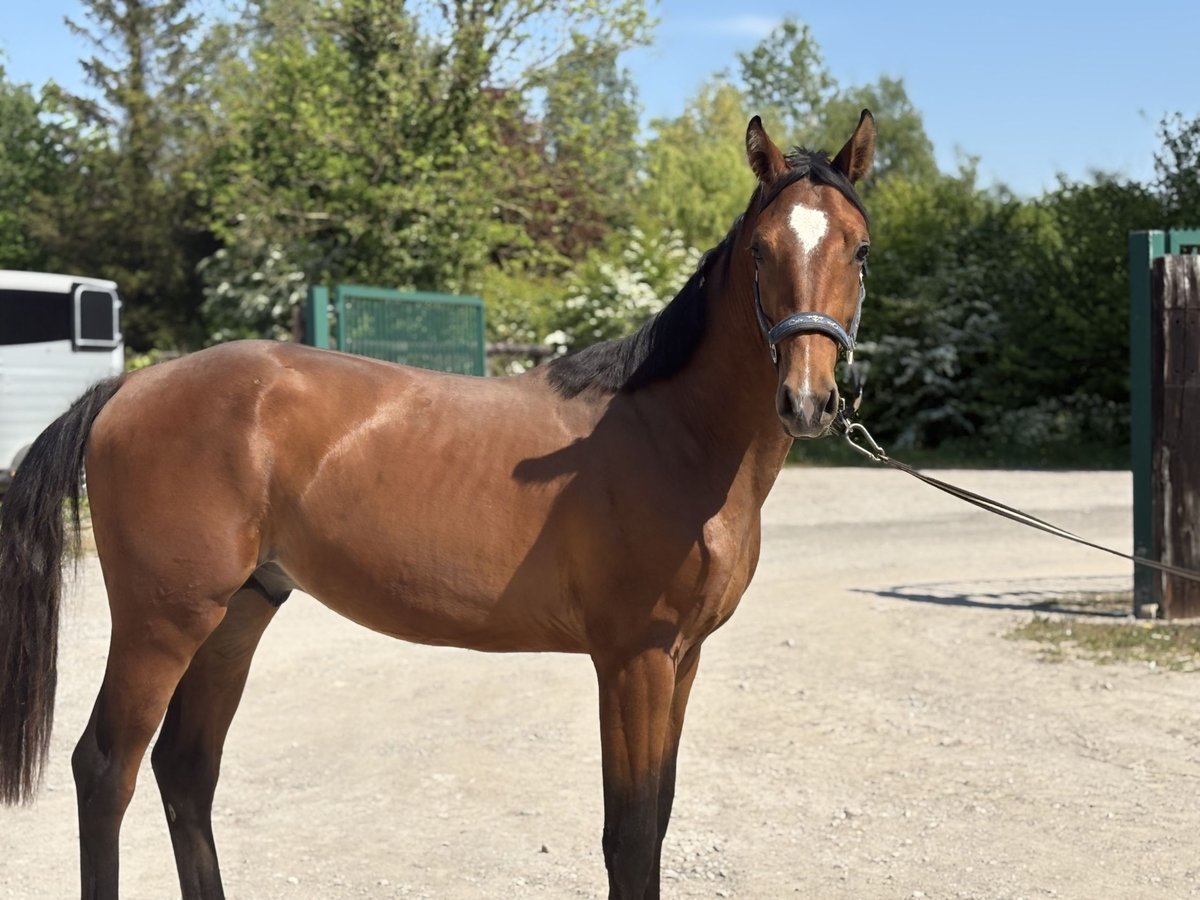 Selle Français Étalon 2 Ans 157 cm Bai in Verchin