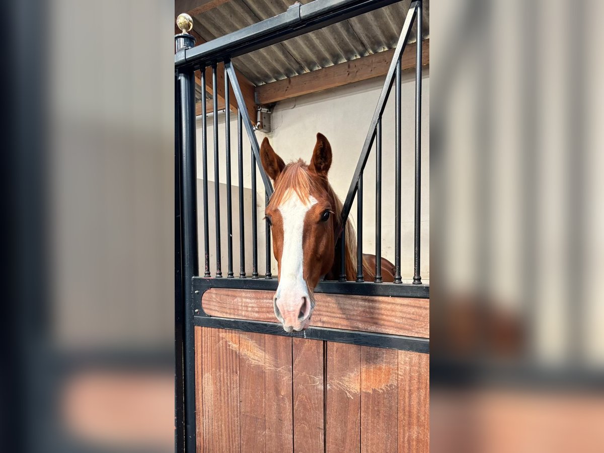 Selle Français Étalon 2 Ans Alezan in Saint-Pierre-de-Coutances