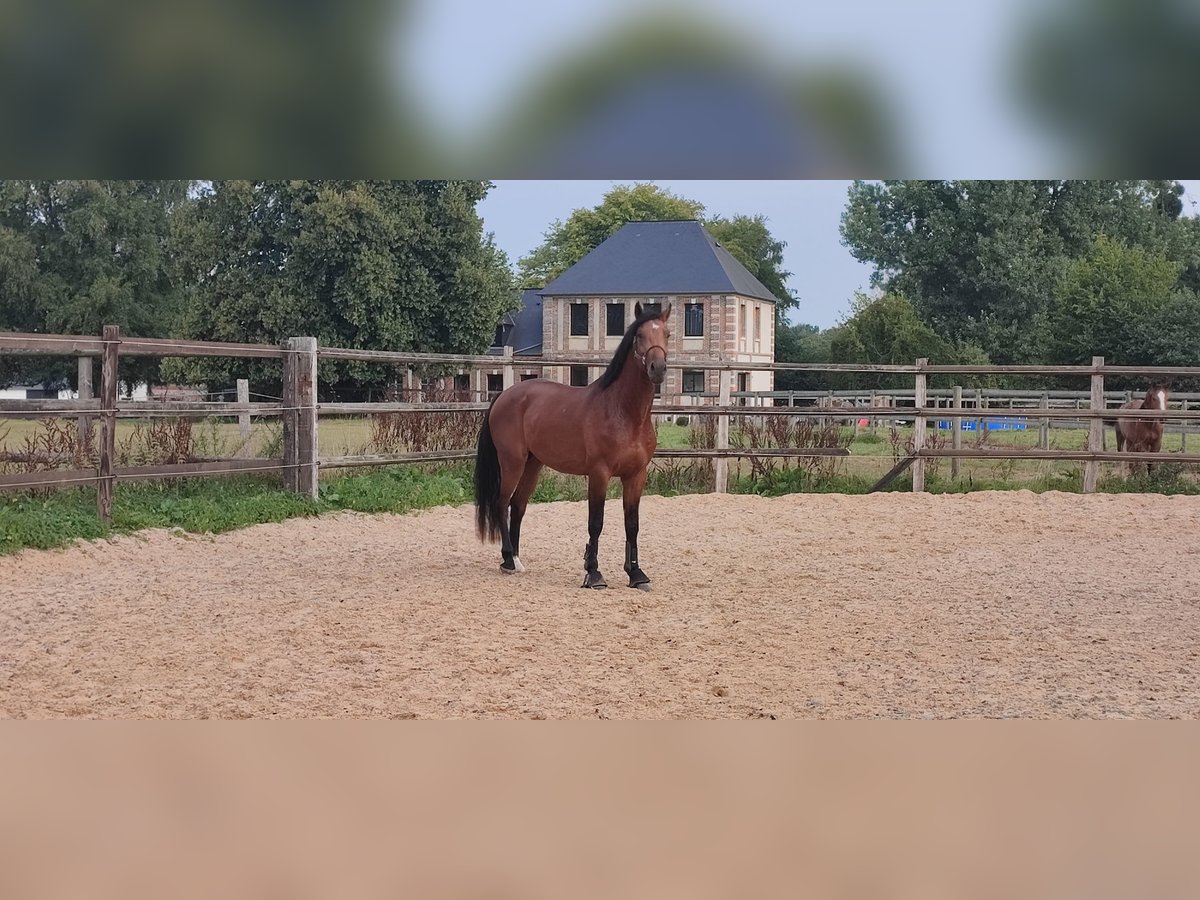 Selle Français Étalon 3 Ans 167 cm Bai cerise in ROYVILLE