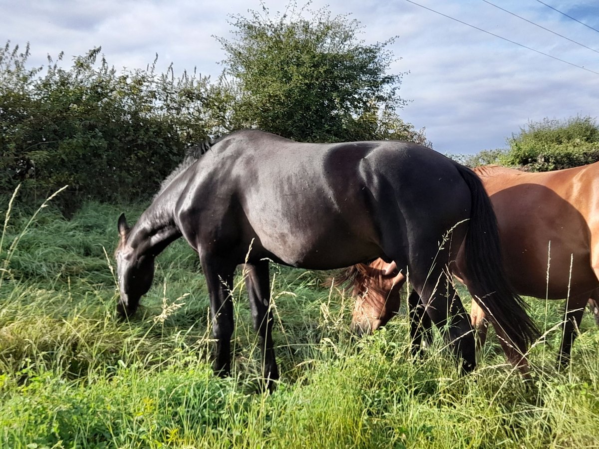 Selle Français Étalon 3 Ans 170 cm Bai brun foncé in Bérulle