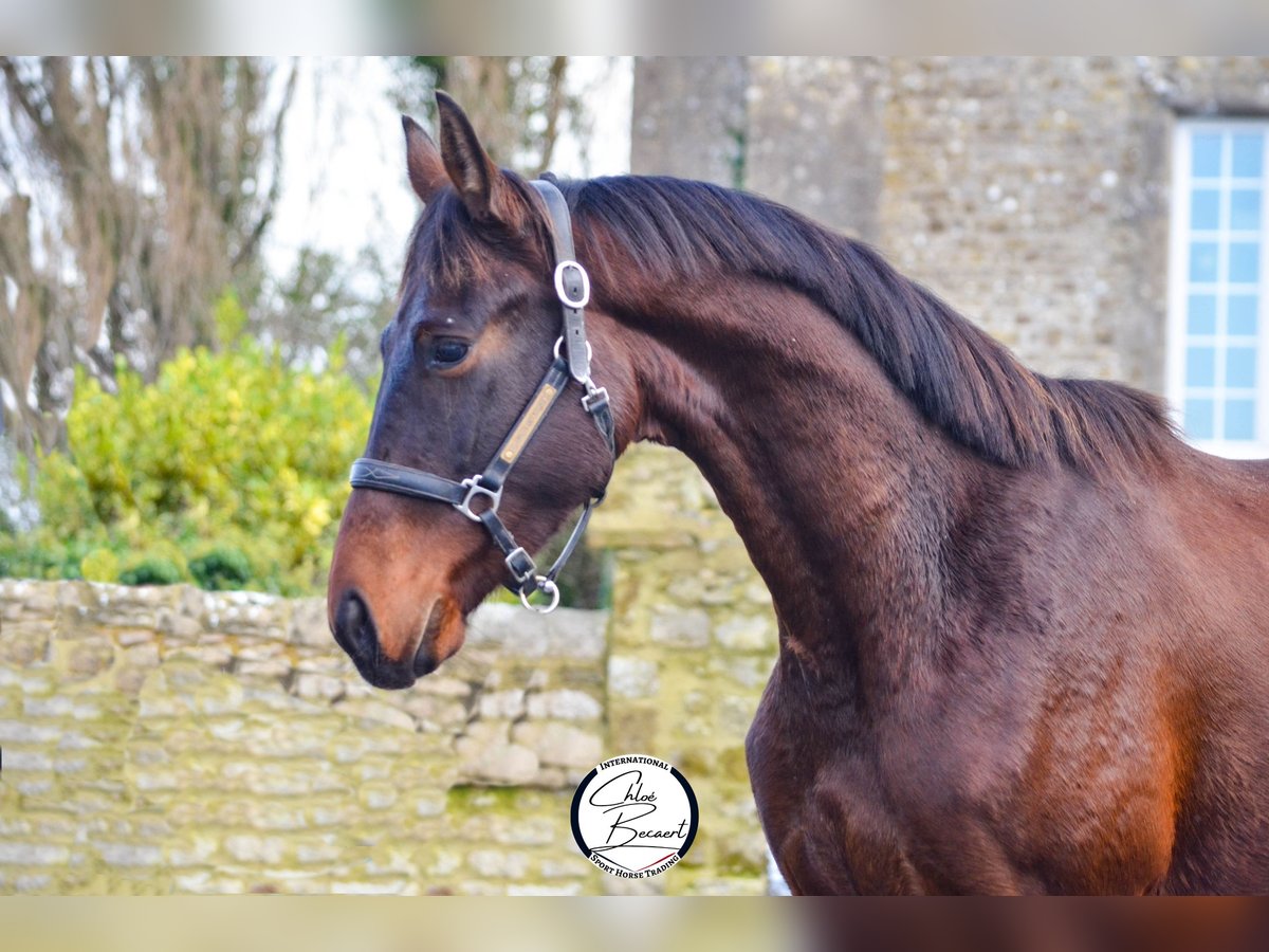 Selle Français Étalon 4 Ans 164 cm Bai brun foncé in Saint-Lô