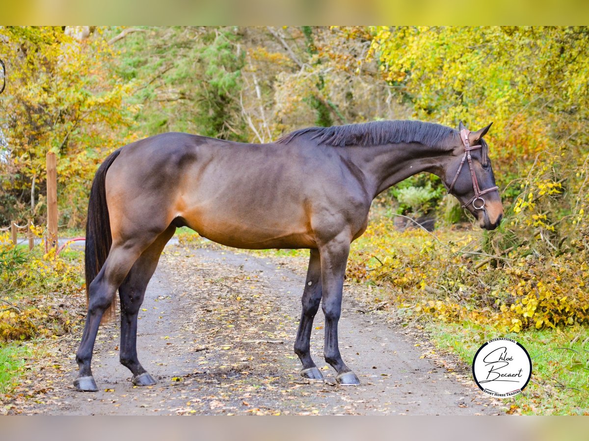 Selle Français Étalon 4 Ans 168 cm Bai brun foncé in Saint-Lô