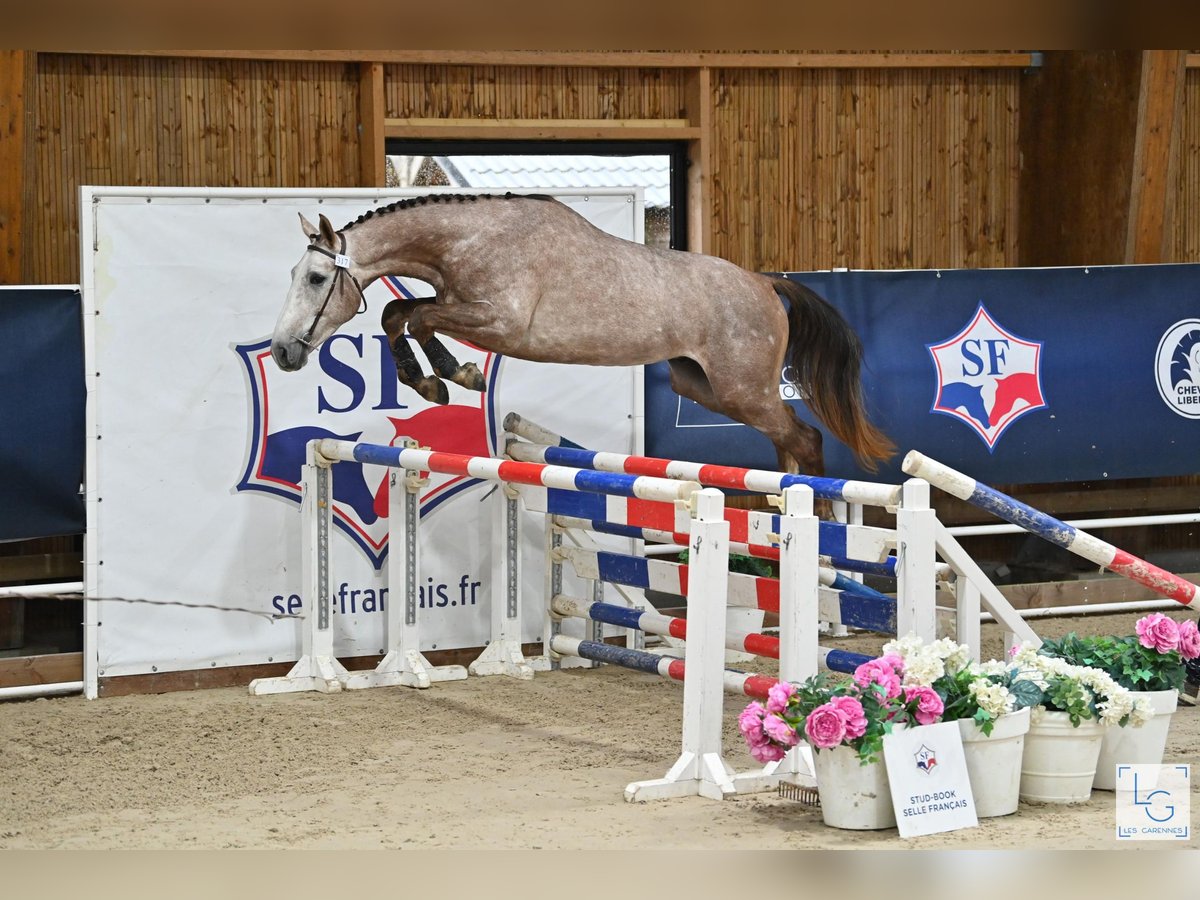 Selle Français Étalon 4 Ans 173 cm in Saint André de cruzieres