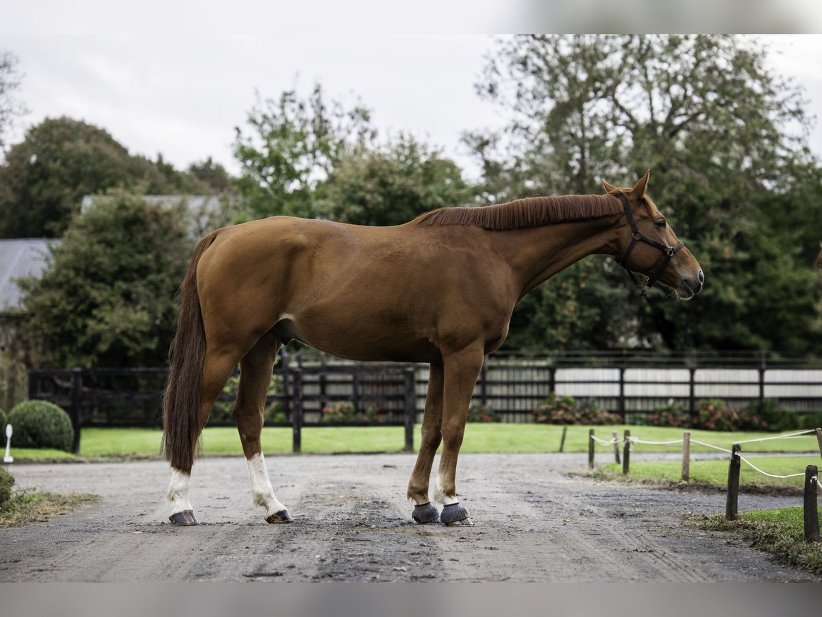 Selle Français Étalon 7 Ans 170 cm Alezan in Caen