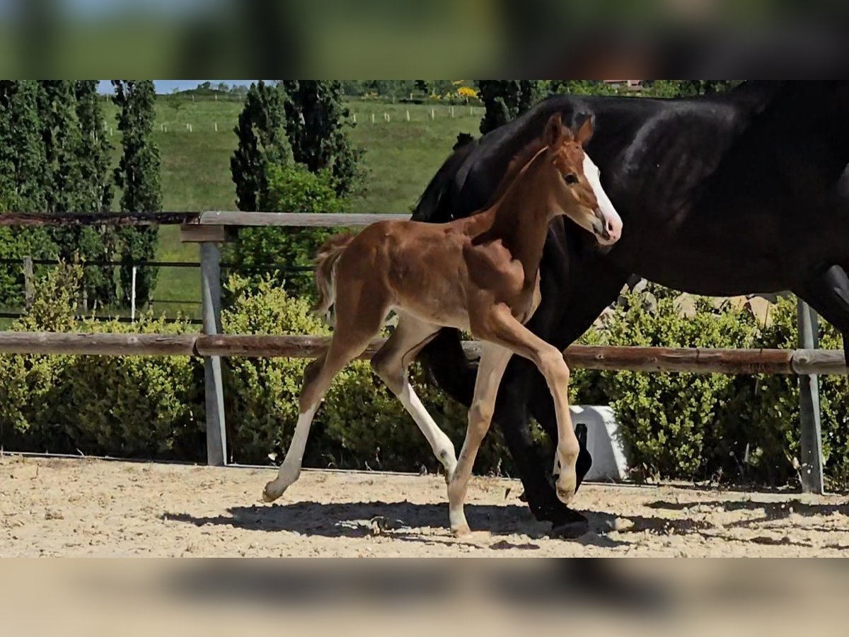 Selle Français Étalon  170 cm Alezan in Saint-Romain-le-Puy