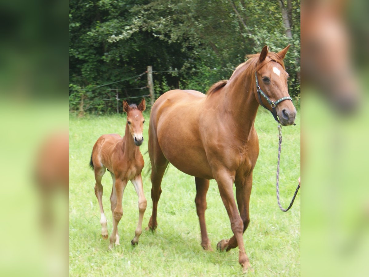 Selle Français Étalon Poulain (06/2024) Bai in dampierre