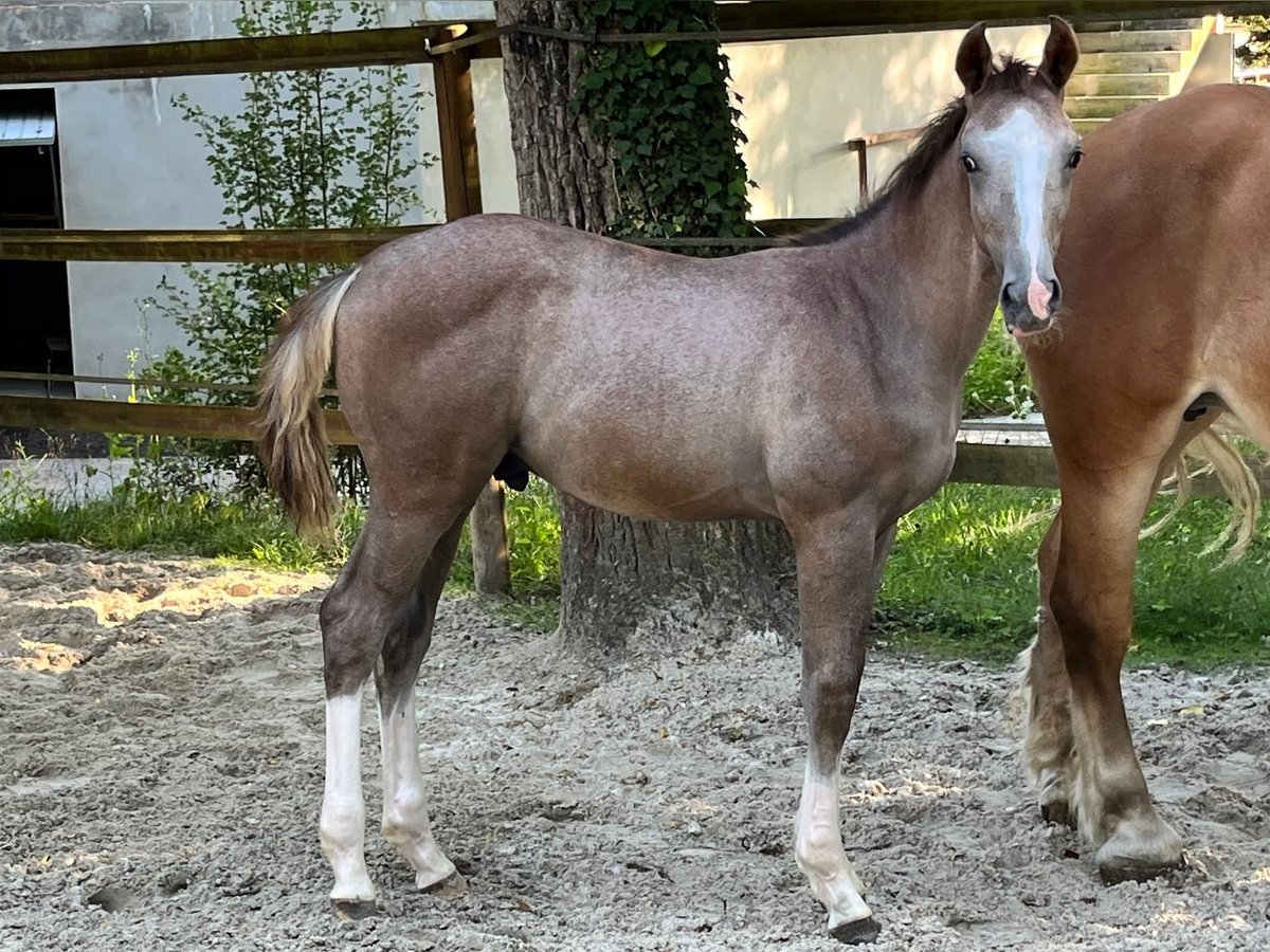 Selle Français Étalon Poulain (04/2024) Gris in Bercenay en othe