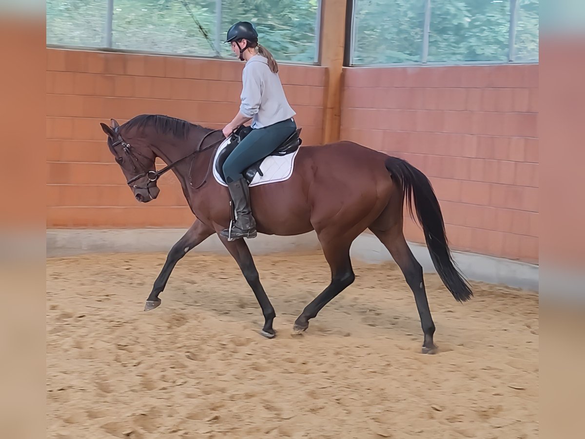 Selle Français Gelding 10 years 16,1 hh Brown in Lage