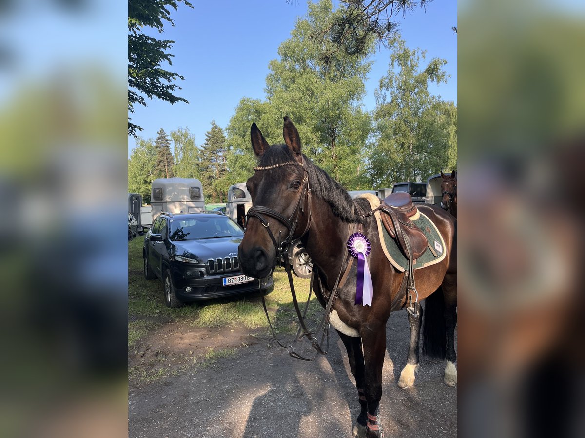 Selle Français Gelding 10 years 16,1 hh Smoky-Black in Rankweil