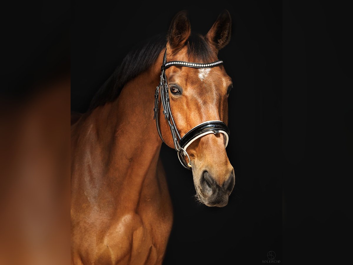 Selle Français Gelding 11 years 17 hh Brown in Lagorce
