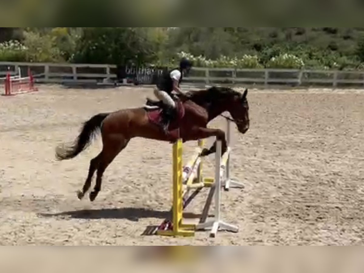 Selle Français Gelding 11 years 17 hh Brown in Sotogrande
