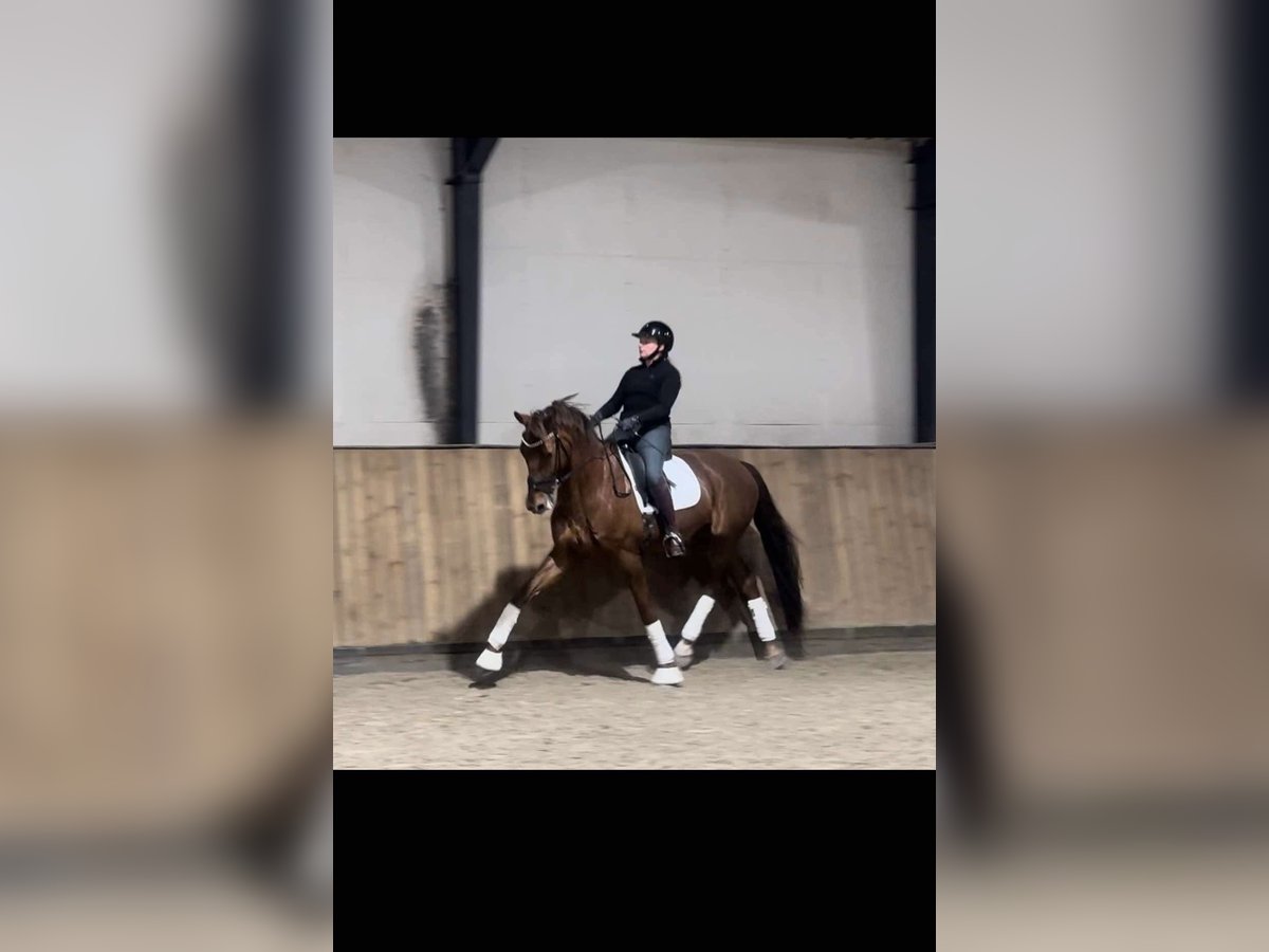 Selle Français Gelding 11 years 17 hh Chestnut in Sabro