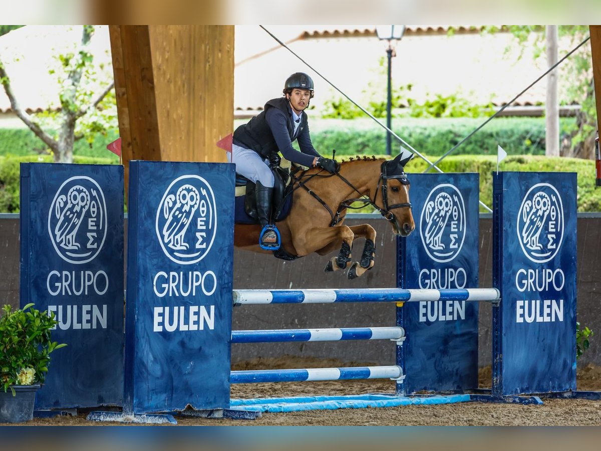 Selle Français Gelding 12 years 13,2 hh Chestnut-Red in Jara Beltran