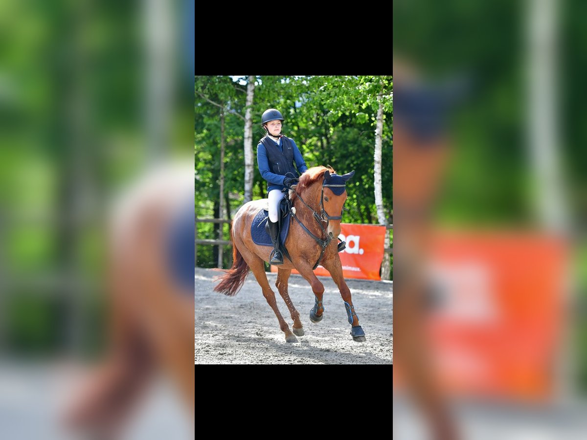 Selle Français Gelding 12 years 14,1 hh Chestnut-Red in Auvernier