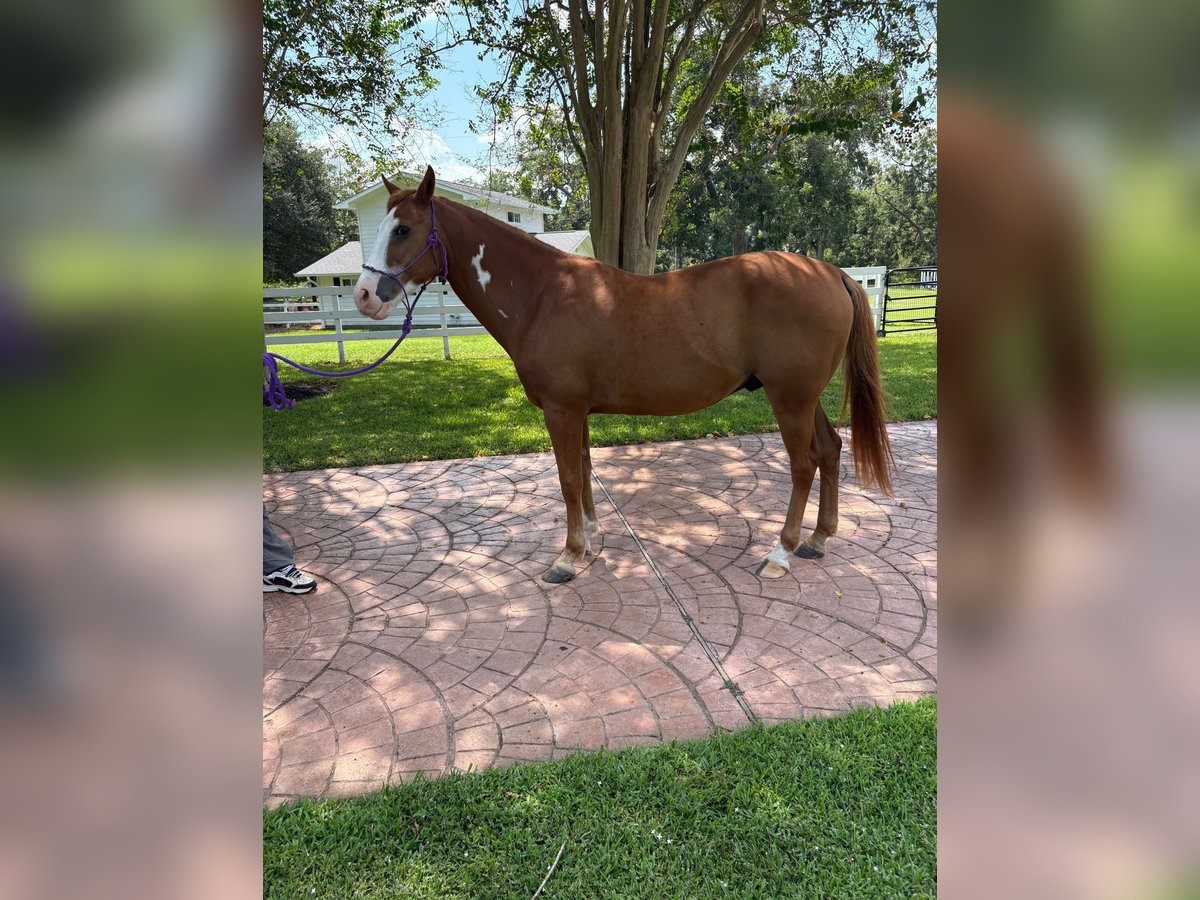 Selle Français Mix Gelding 12 years 15 hh Chestnut in Richmond, TX