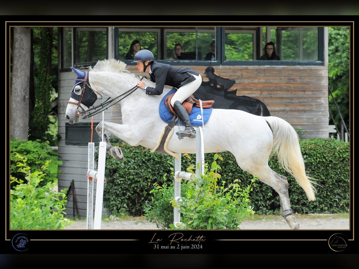 Selle Français Gelding 12 years 16,3 hh Gray in Vernou-la-Celle-sur-Seine