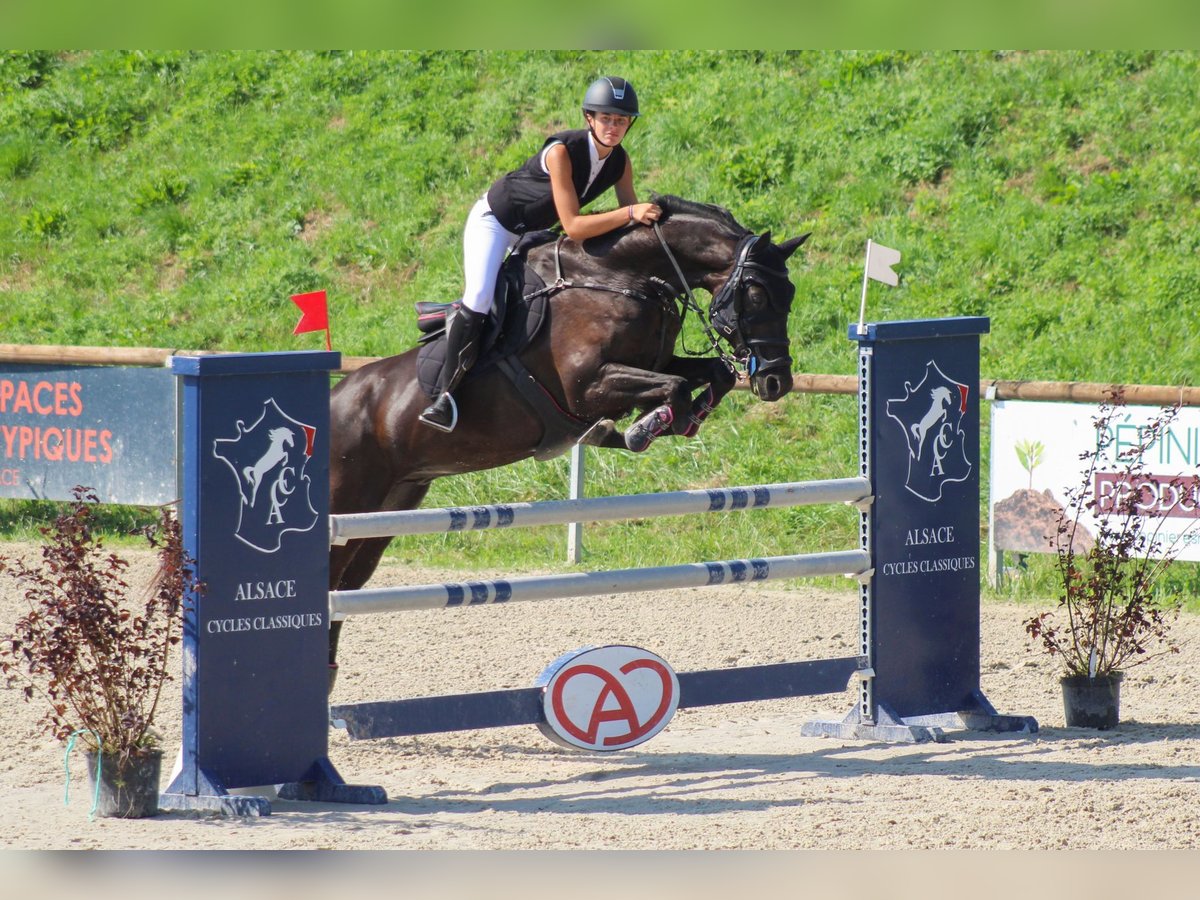 Selle Français Gelding 12 years 16,1 hh Black in Bas Rhin