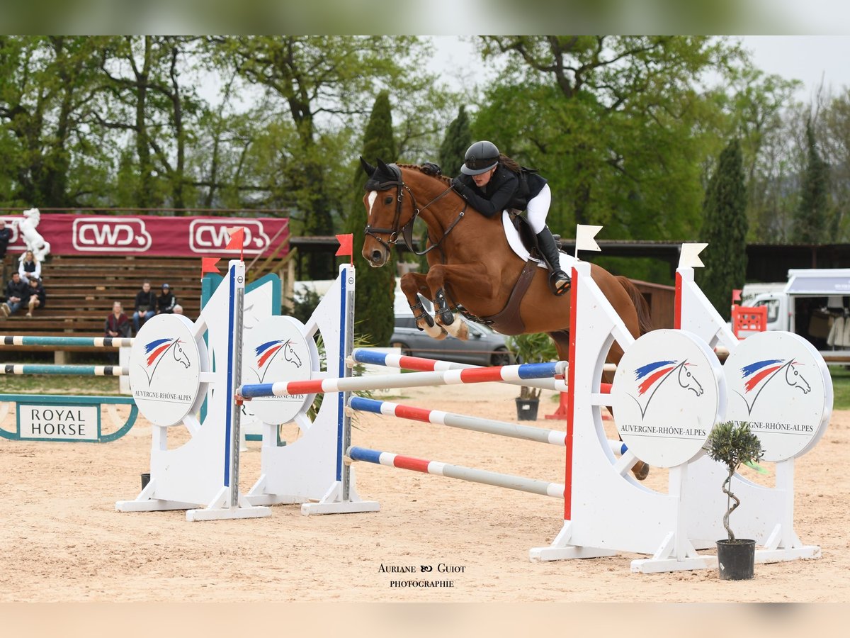 Selle Français Gelding 12 years 16,2 hh Chestnut-Red in POLLIONNAY