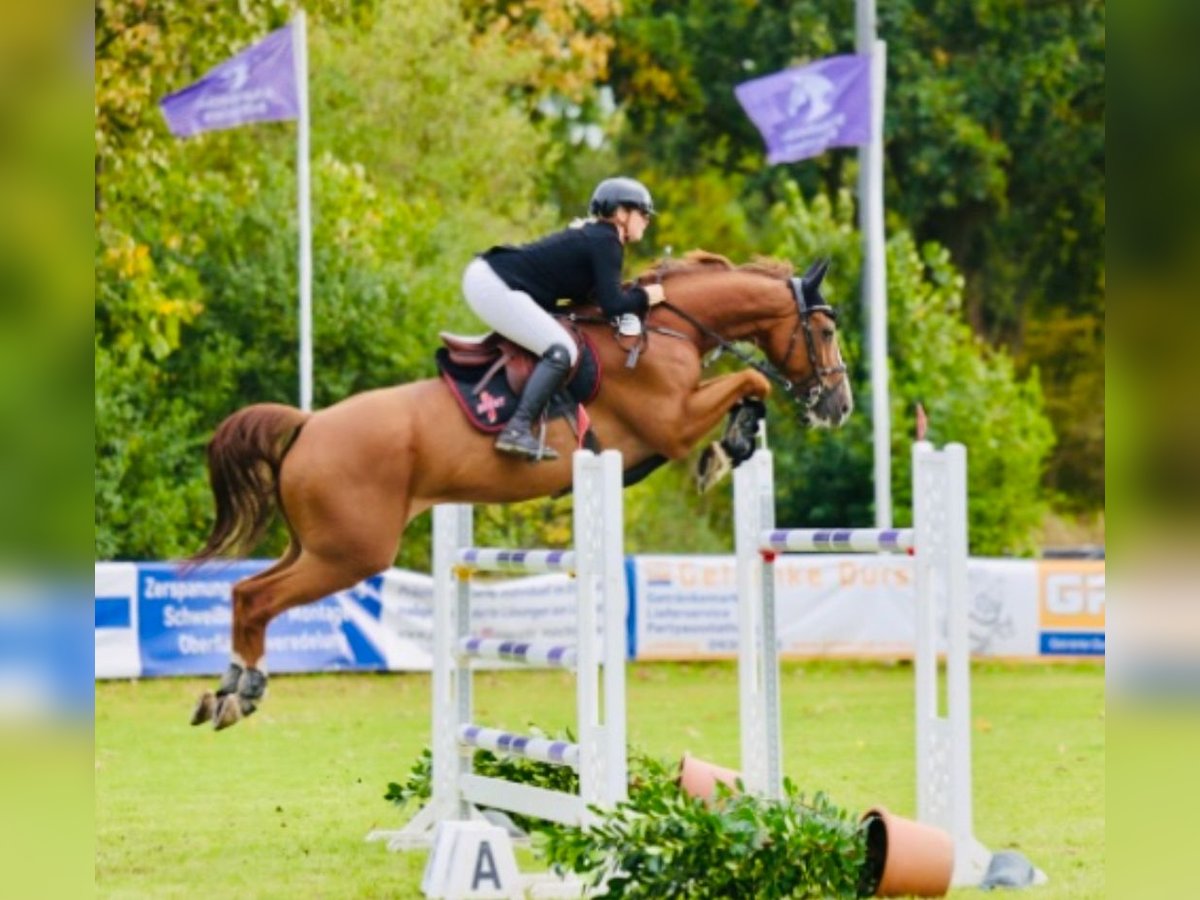 Selle Français Gelding 12 years 16,2 hh Chestnut-Red in ZevenHeeslingen Selle Français Gelding 12 years 16,2 hh Chestnut-Red in ZevenHeeslingen
