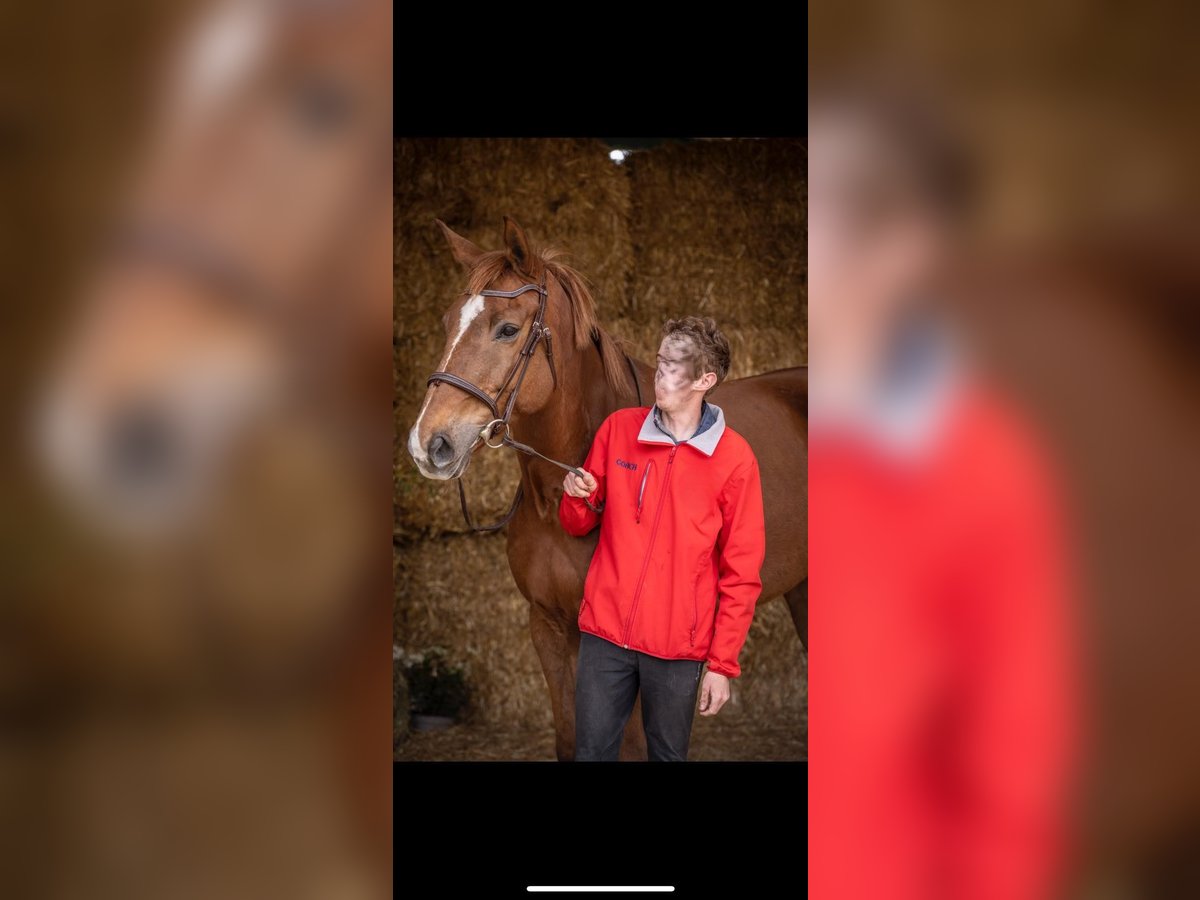 Selle Français Gelding 12 years 17 hh Chestnut-Red in Clermont-Ferrand