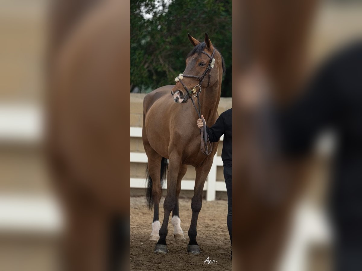 Selle Français Gelding 12 years 17,1 hh Brown in Marienhausen