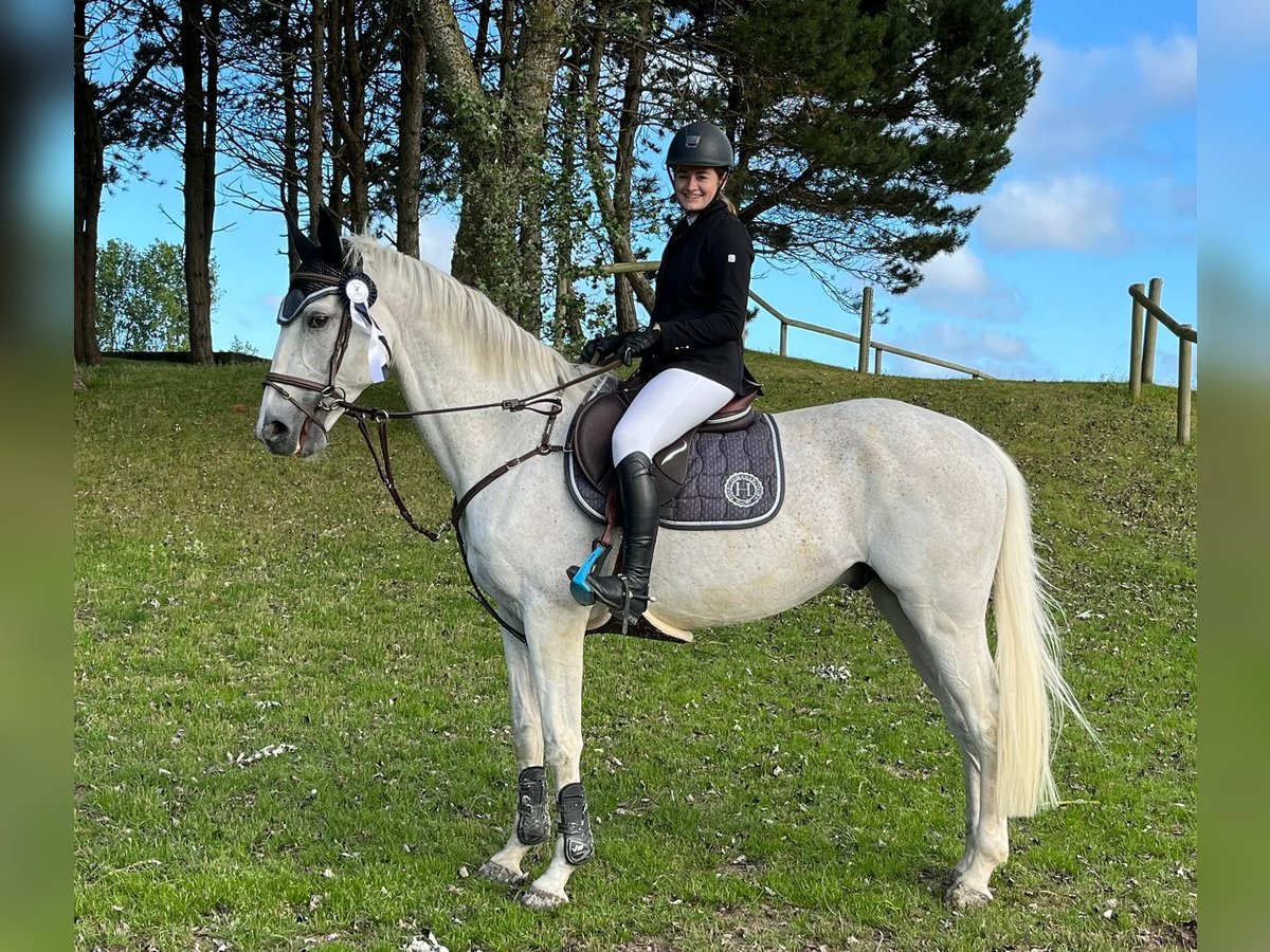 Selle Français Gelding 13 years 15,3 hh Gray in Pfaffenhoffen