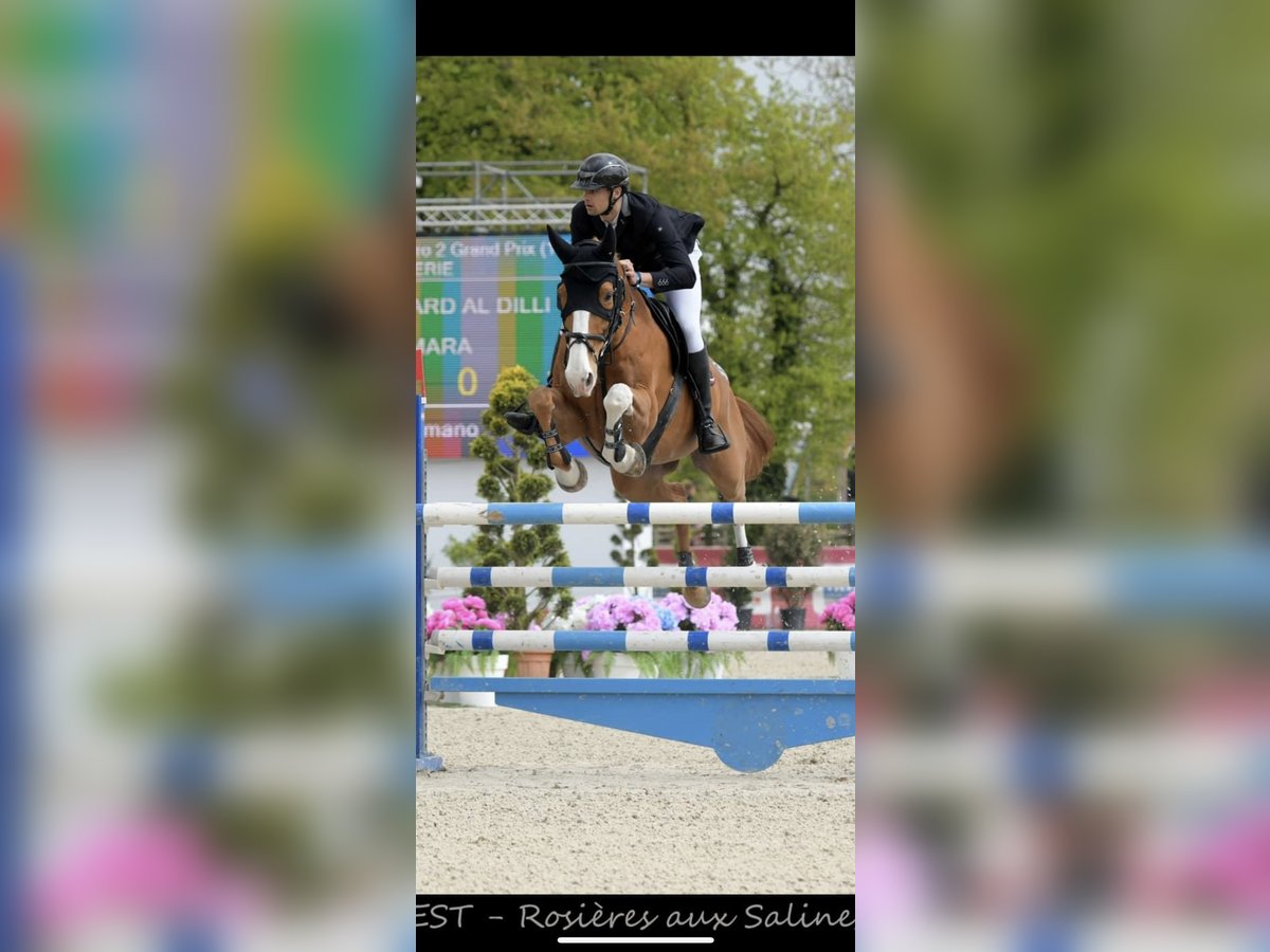 Selle Français Gelding 13 years 16,1 hh Chestnut-Red in Mulhouse