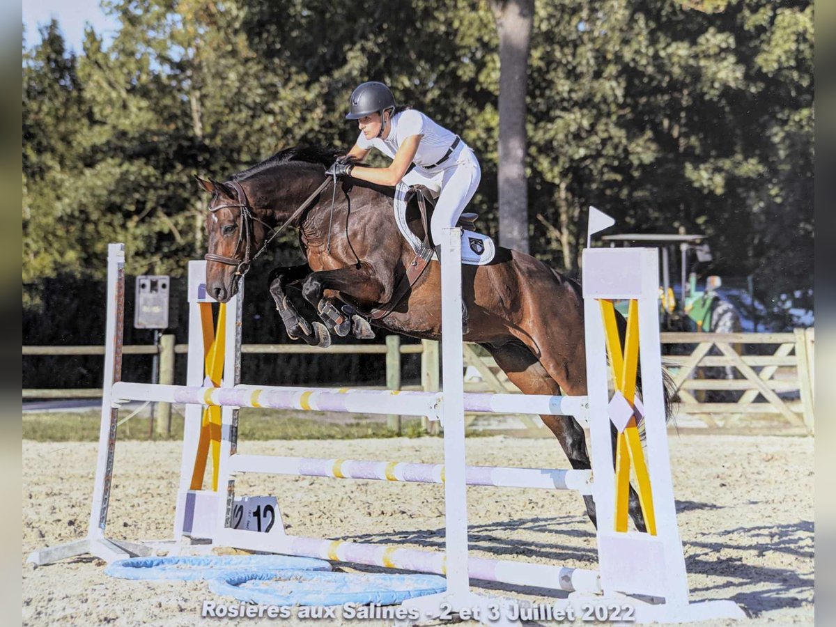 Selle Français Gelding 13 years 16 hh Smoky-Black in Leyr