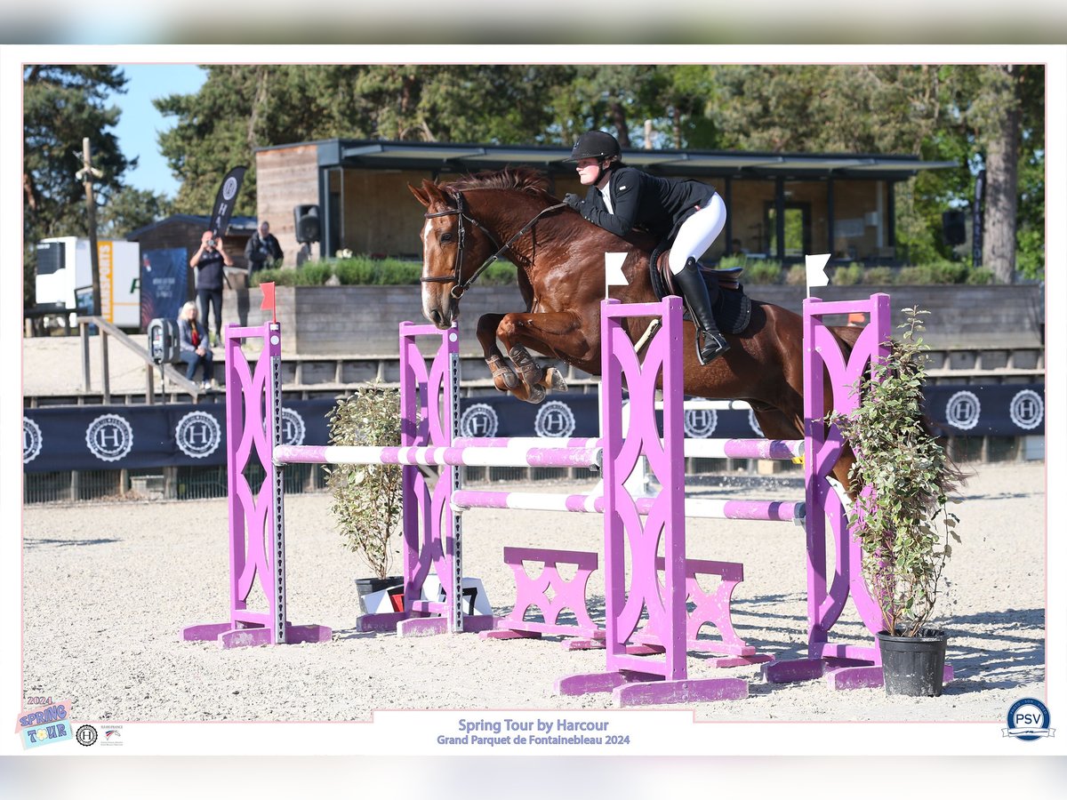 Selle Français Gelding 13 years 16,1 hh Chestnut in Esclavelles