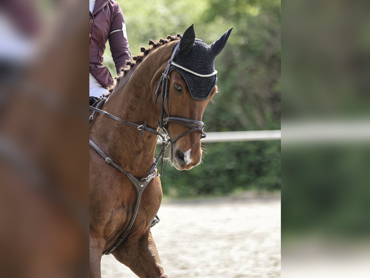 Selle Français Gelding 13 years 16,1 hh Chestnut in Mörstadt