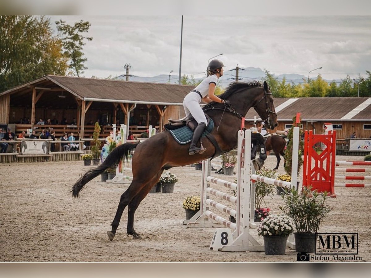 Selle Français Mix Gelding 13 years 17 hh Bay-Dark in CORNESTI