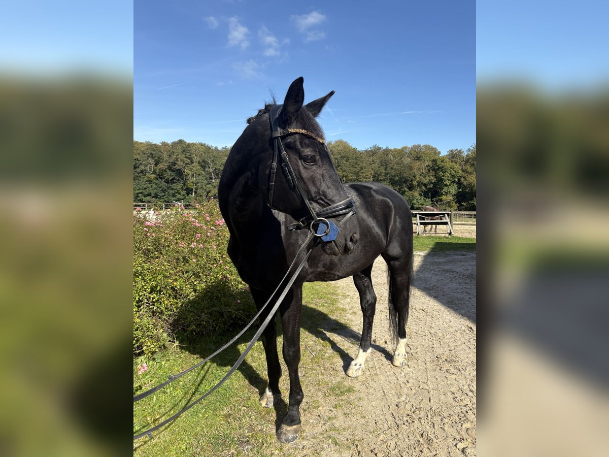 Selle Français Gelding 13 years in Asni&#xE8;res-sur-Seine