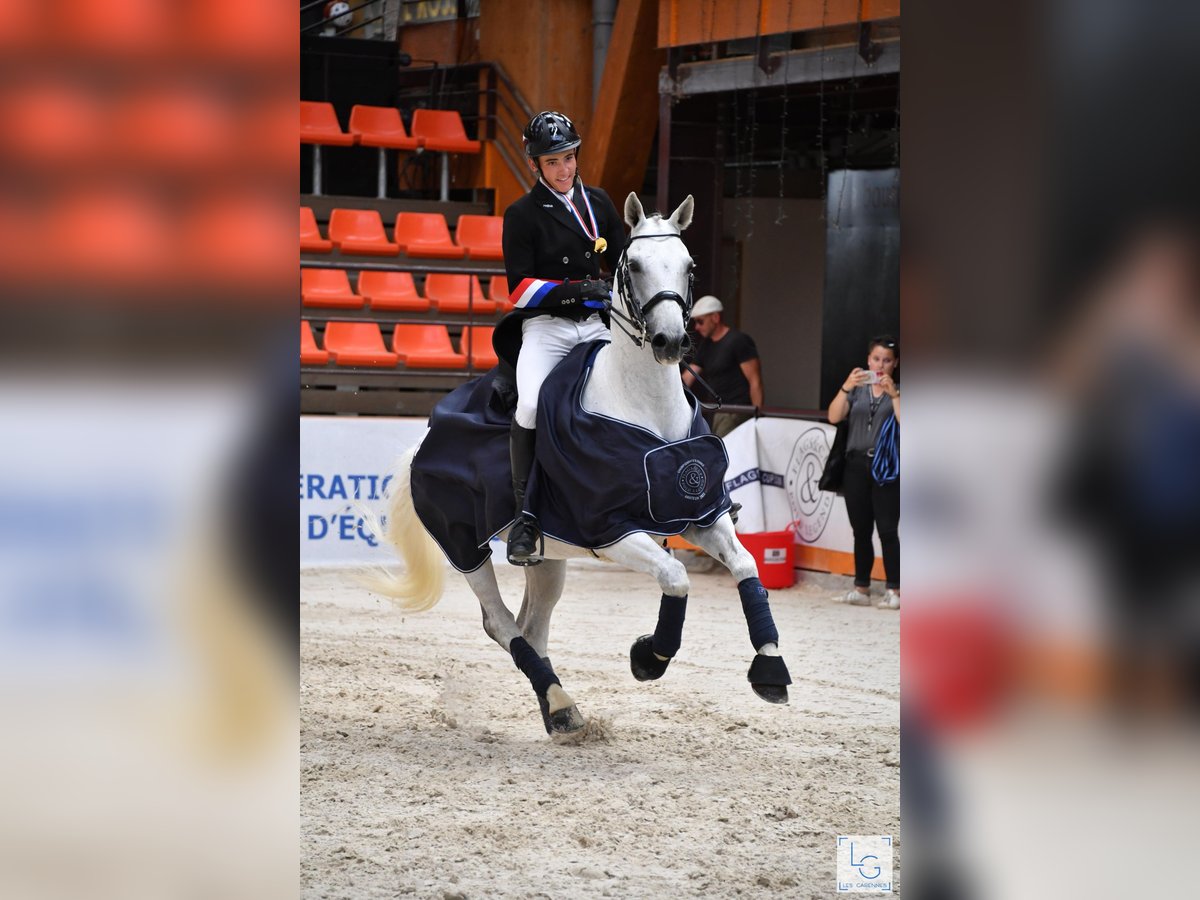 Selle Français Gelding 14 years 15,3 hh Gray in Saumur