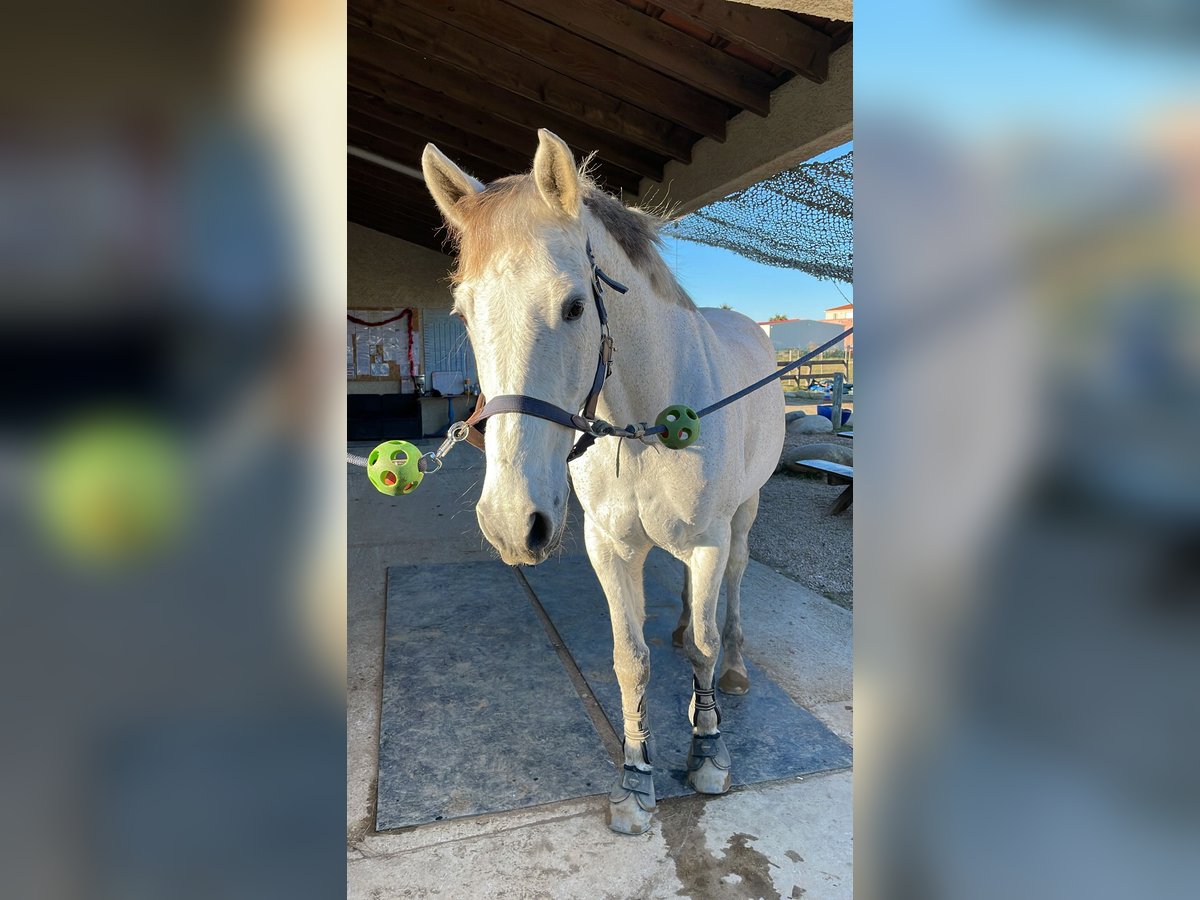 Selle Français Gelding 14 years 16,2 hh Gray in Elne