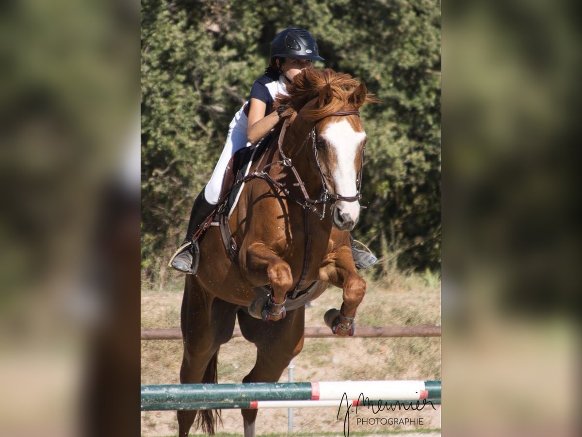 Selle Français Gelding 15 years 16,3 hh Chestnut-Red in Aix-en-Provence