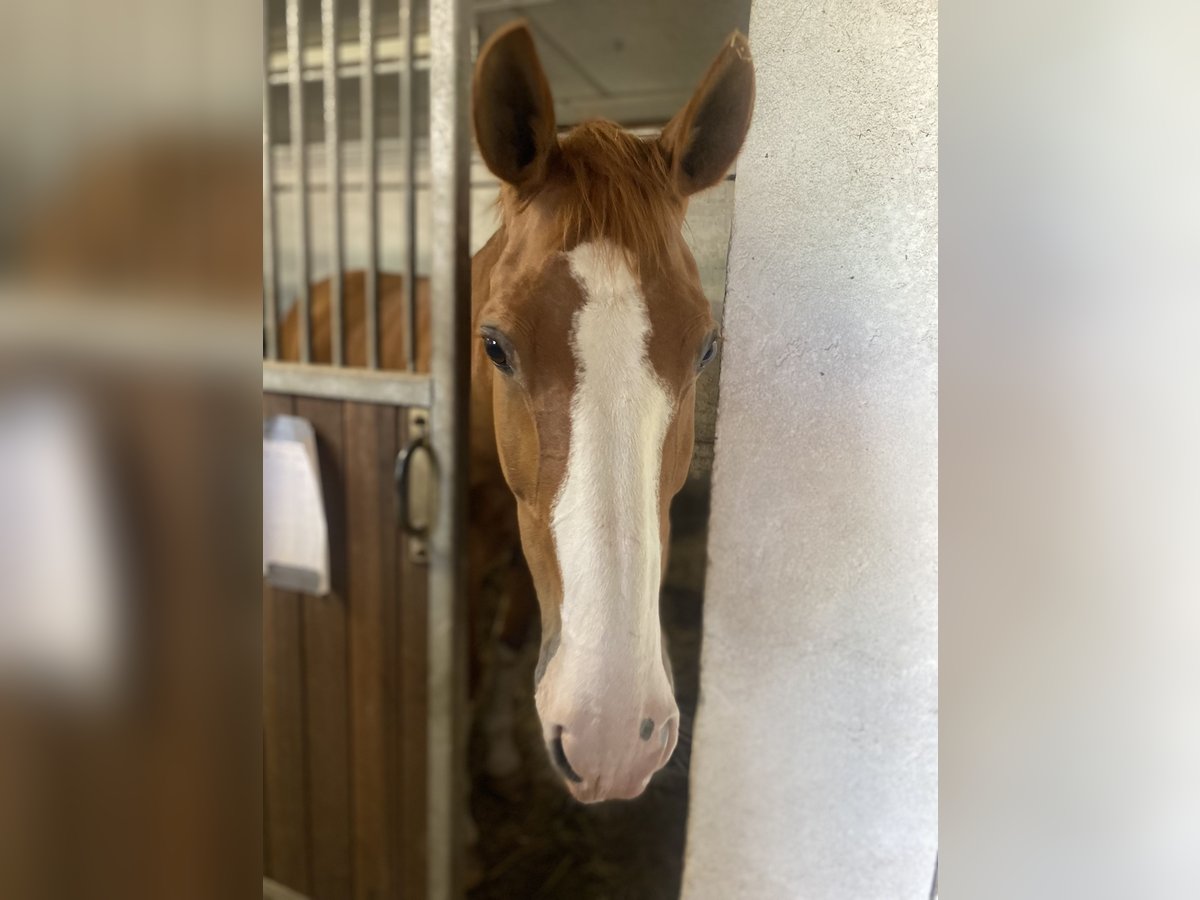 Selle Français Gelding 16 years 15,2 hh Chestnut-Red in Barsbüttel