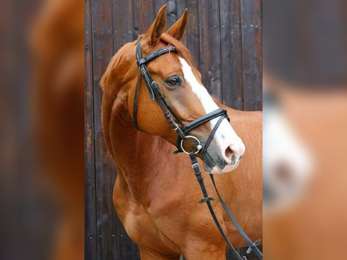 Selle Français Gelding 16 years 16,1 hh Chestnut-Red in Ammerbuch