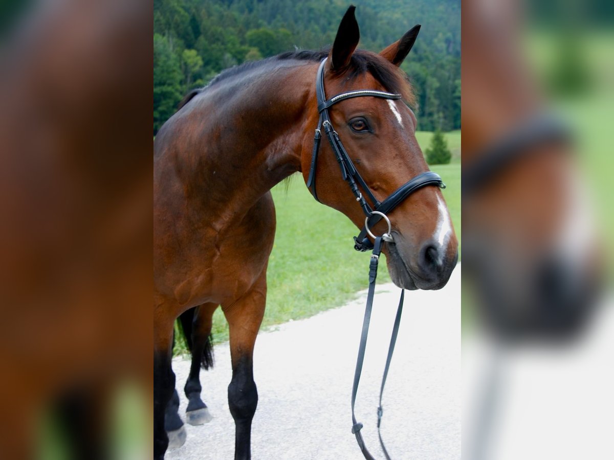 Selle Français Gelding 16 years 16 hh Brown in Lenggries