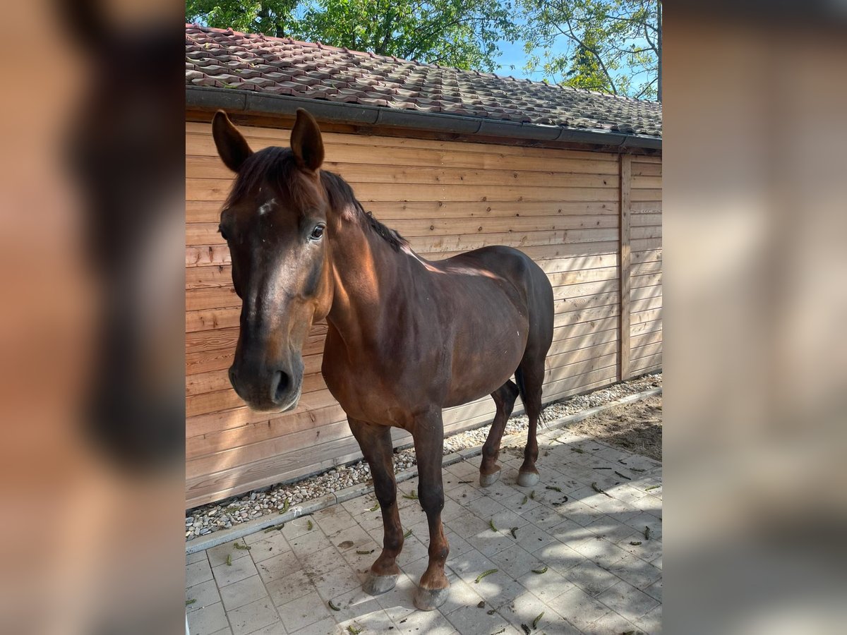Selle Français Gelding 16 years 16,2 hh Chestnut-Red in Neuburg an der Donau