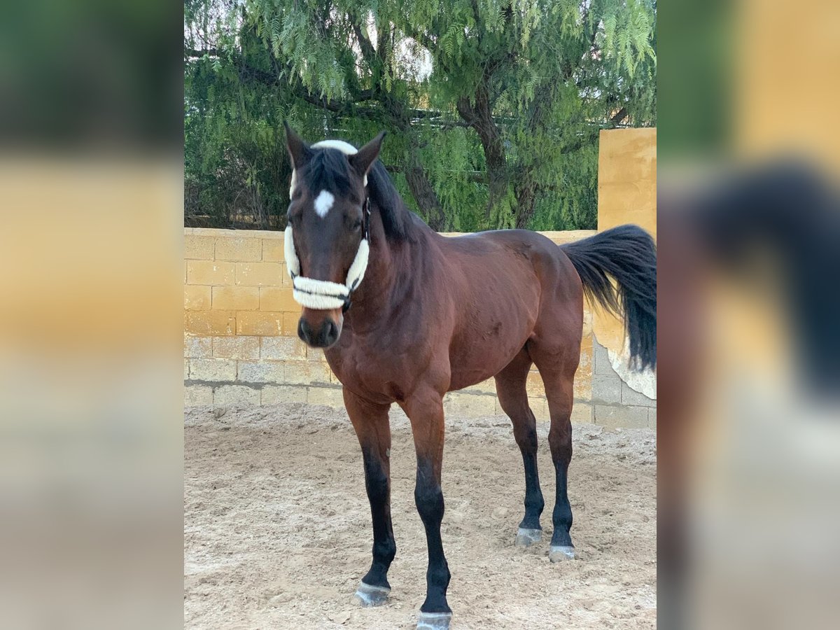 Selle Français Gelding 18 years 17 hh Brown in Cabo De Las Huertas