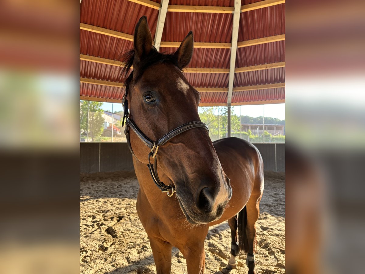 Selle Français Gelding 19 years 16 hh Brown in M&#xFC;nchendorf