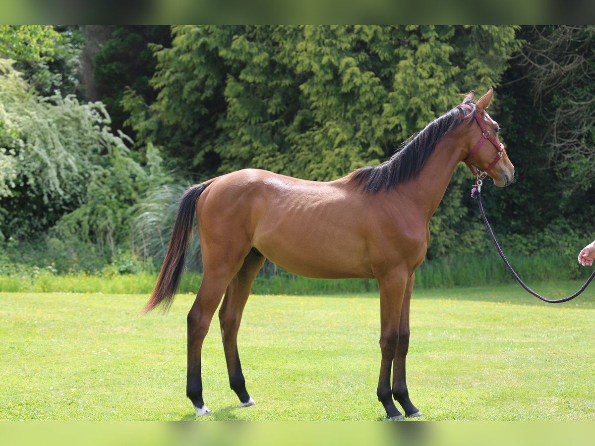 Selle Français Gelding 1 year 13,2 hh Brown in Pleurtuit